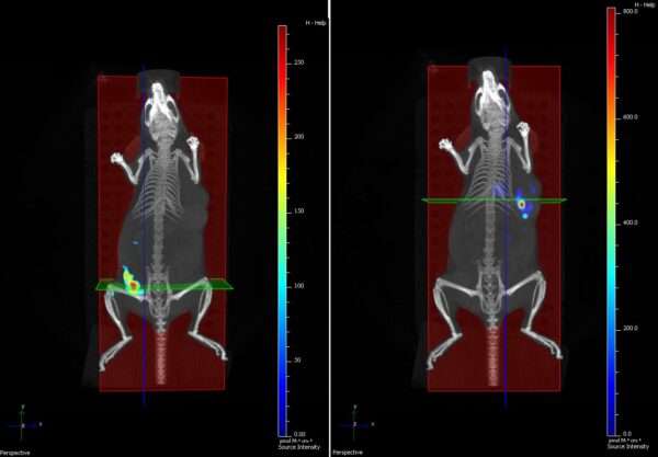 Mouse fluorescent imaging with CJ215 by Proimaging cancer tumor